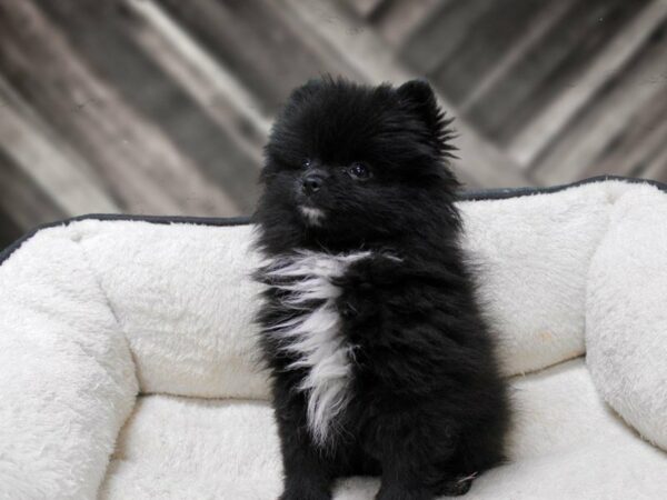 Pomeranian-DOG-Female-BLK/WH-23253-Petland Racine, Wisconsin