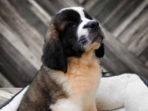 Saint Bernard-DOG-Male-BR/WH-23250-Petland Racine, Wisconsin