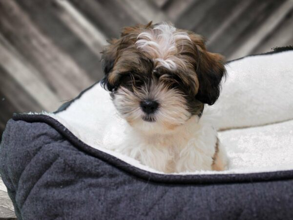 Shihpoo-DOG-Male-SABLE/WH-23262-Petland Racine, Wisconsin