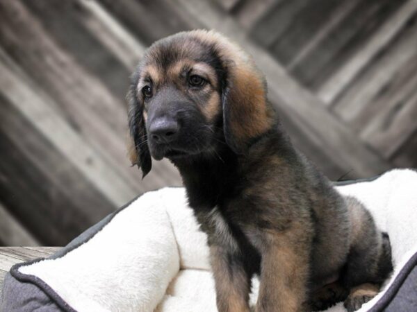 Leonberger/Newfoundland-DOG-Female-BLK/RD-23247-Petland Racine, Wisconsin