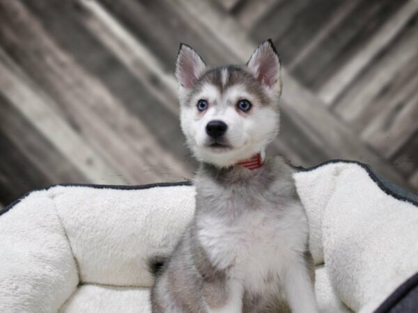 American Eskimo / Alaskan Klee Kia-DOG-Female-BLK/SILV-23248-Petland Racine, Wisconsin