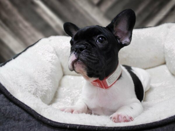 French Bulldog-DOG-Female-BLK/WH PIED-23245-Petland Racine, Wisconsin