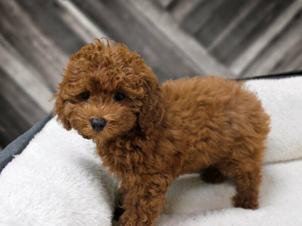 Poodle-DOG-Female-Red-23240-Petland Racine, Wisconsin