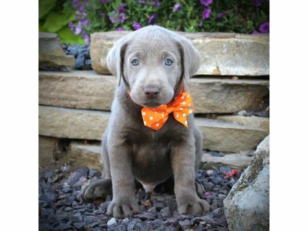 Labrador Retriever-DOG-Male-Silver-23267-Petland Racine, Wisconsin