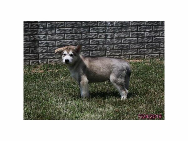 Alaskan Malamute DOG Male Gray / White 23286 Petland Racine, Wisconsin