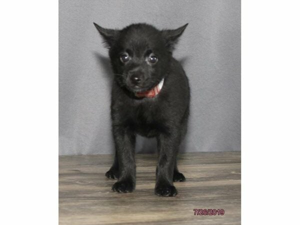 Schipperke DOG Female Black 23288 Petland Racine, Wisconsin