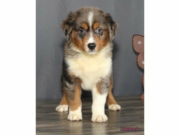 Miniature American Shepherd-DOG-Male-Blue Merle-23281-Petland Racine, Wisconsin