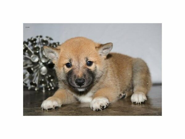 Shiba Inu-DOG-Male-Red-23272-Petland Racine, Wisconsin