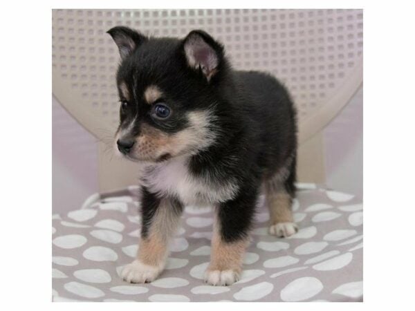 Alaskan Klee Kai/Australian Shepherd-DOG-Male-Black / White-23291-Petland Racine, Wisconsin