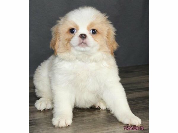 Japanese Chin-DOG-Male-Fawn / White-23280-Petland Racine, Wisconsin