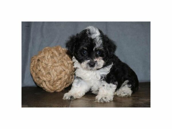 Poodle/Australian Shepherd-DOG-Male-Black / White-23282-Petland Racine, Wisconsin