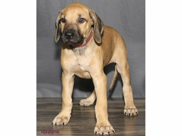 Rhodesian Ridgeback DOG Male Red Wheaten 23287 Petland Racine, Wisconsin