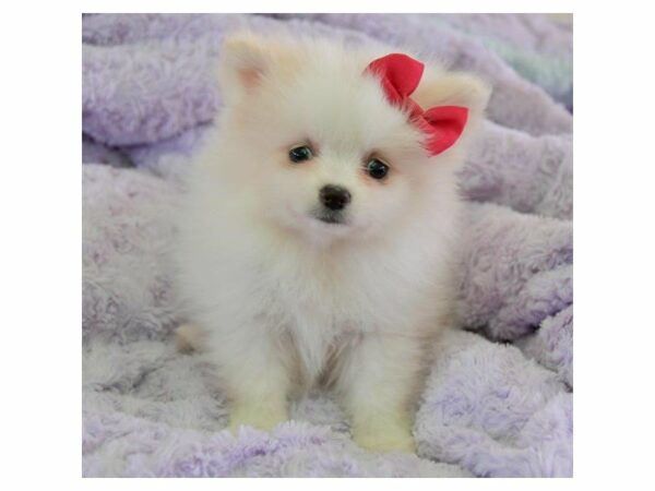 Pomeranian-DOG-Female-White-14951-Petland Racine, Wisconsin