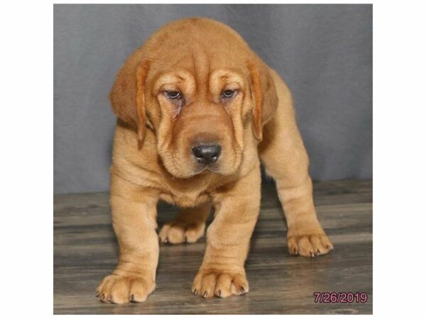 Shar Pei/Basset Hound-DOG-Female-Brown-14965-Petland Racine, Wisconsin