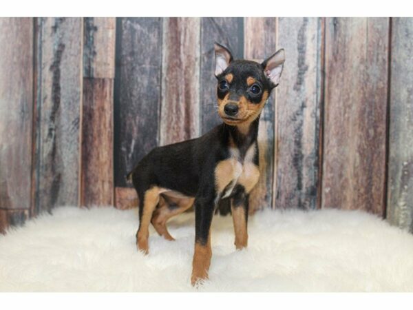 Miniature Pinscher-DOG-Female-Black / Tan-14959-Petland Racine, Wisconsin