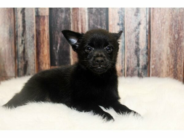 Schipperke DOG Female Black 14961 Petland Racine, Wisconsin