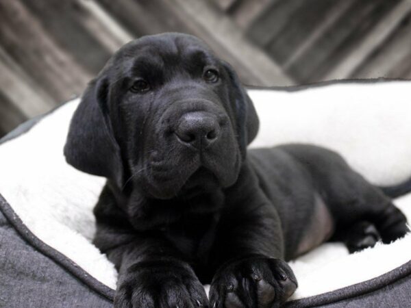 Walrus-DOG-Male-Black-23289-Petland Racine, Wisconsin