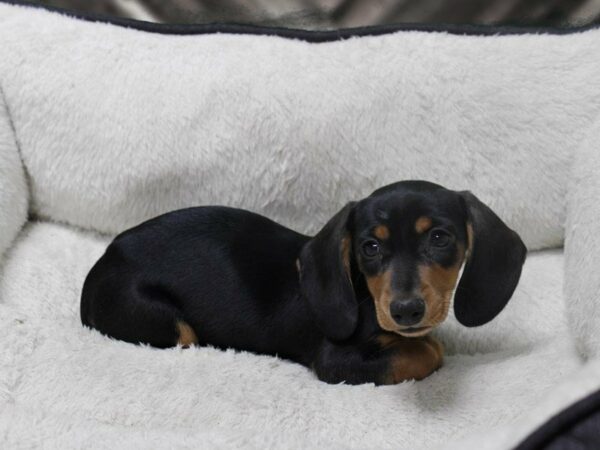 Dachshund-DOG-Female-Black / Tan-23276-Petland Racine, Wisconsin