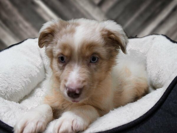 Miniature Australian Shepherd-DOG-Female-RED TRI-23299-Petland Racine, Wisconsin
