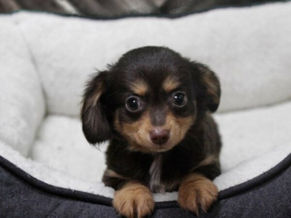 Chiweenie DOG Female CHOC/TAN 23301 Petland Racine, Wisconsin