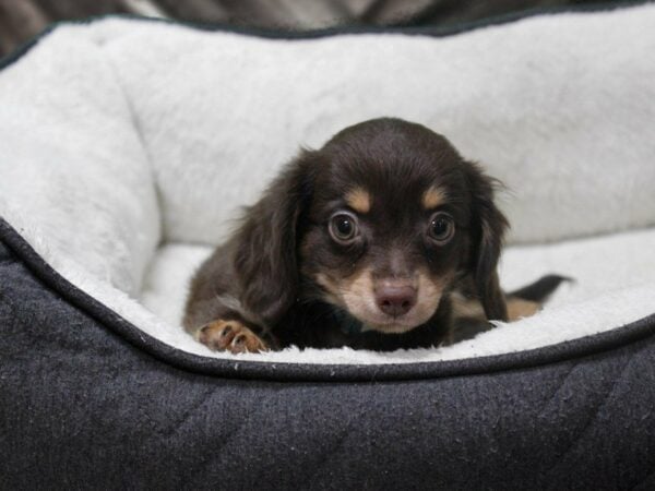 Chiweenie DOG Male CHOC/TAN 23300 Petland Racine, Wisconsin