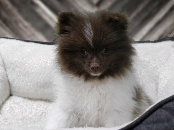 Pomeranian-DOG-Male-Brown / White-23278-Petland Racine, Wisconsin