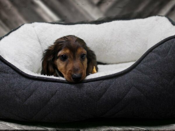 Dachshund-DOG-Male-RED SABLE-23296-Petland Racine, Wisconsin