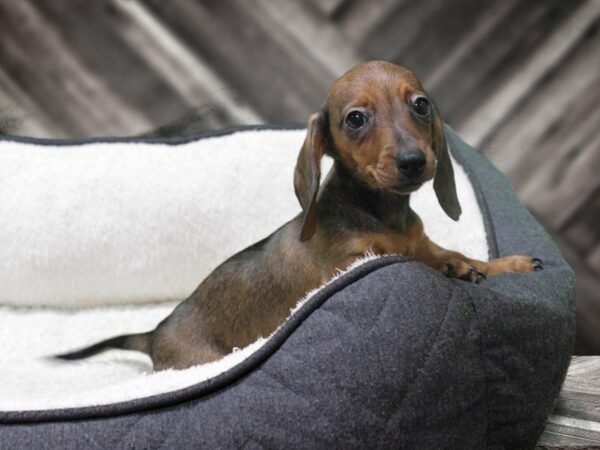 Dachshund-DOG-Male-RED-23295-Petland Racine, Wisconsin