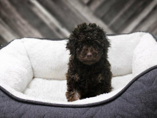 Poodle-DOG-Male-CHOC/TAN-23304-Petland Racine, Wisconsin