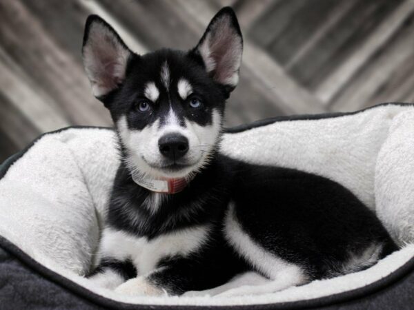 Siberian Husky-DOG-Female-Black / White-23270-Petland Racine, Wisconsin