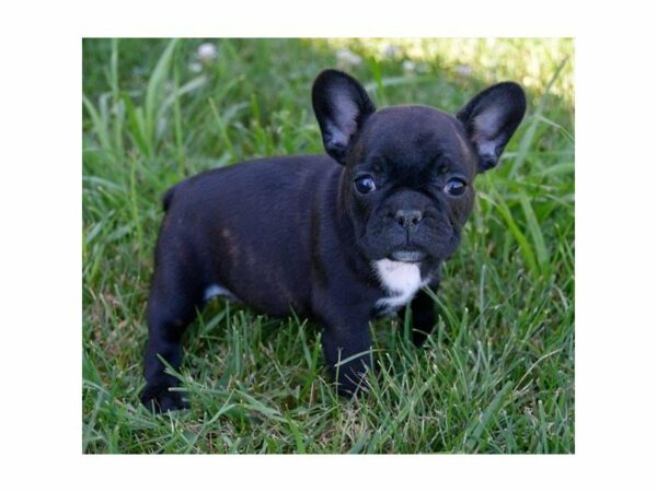 French Bulldog-DOG-Female-Brindle-23308-Petland Racine, Wisconsin