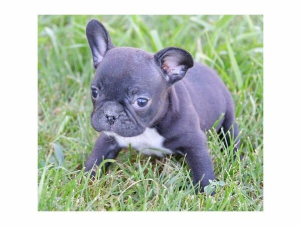 French Bulldog-DOG-Male-Brindle-23307-Petland Racine, Wisconsin