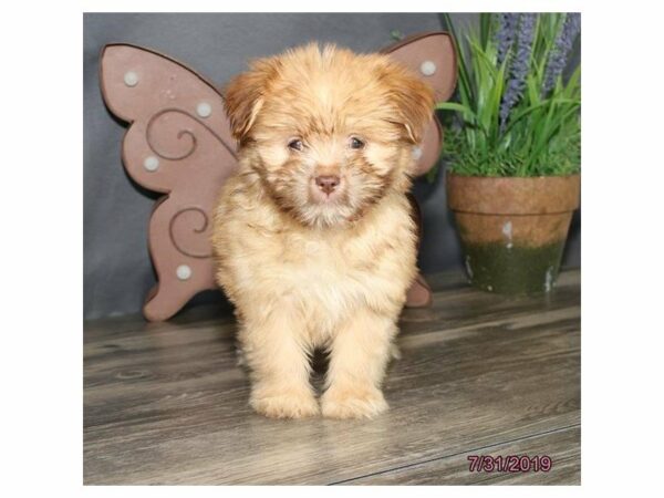 Shih Tzu/Pomeranian DOG Female Gold 14974 Petland Racine, Wisconsin