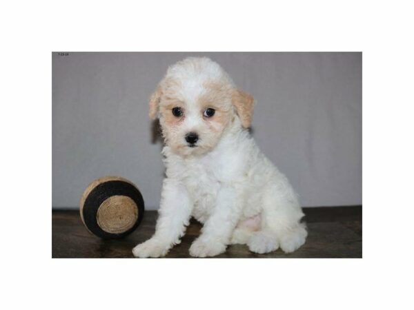 Poodle/Bichon DOG Female White 14977 Petland Racine, Wisconsin