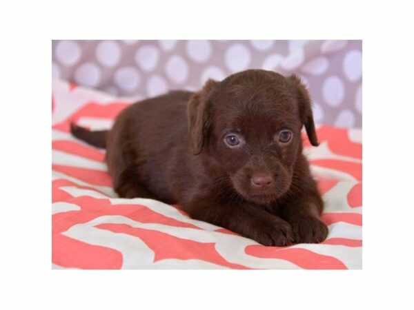 Miniature Labradoodle-DOG-Female-Chocolate-14978-Petland Racine, Wisconsin