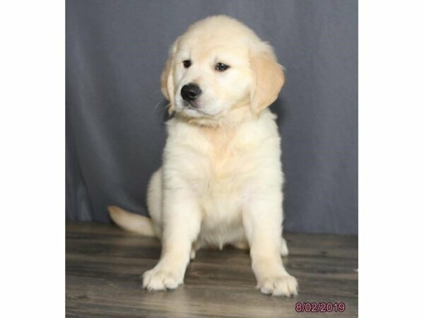 Golden Retriever-DOG-Female-Cream-14971-Petland Racine, Wisconsin