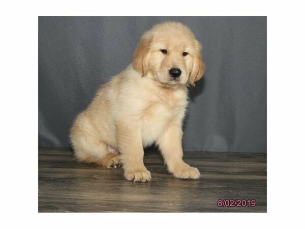Golden Retriever-DOG-Male-Cream-14970-Petland Racine, Wisconsin
