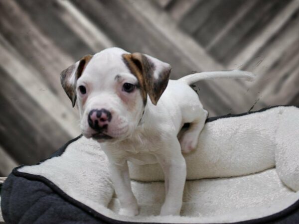 American Bulldog-DOG-Male-WH/BR-23311-Petland Racine, Wisconsin