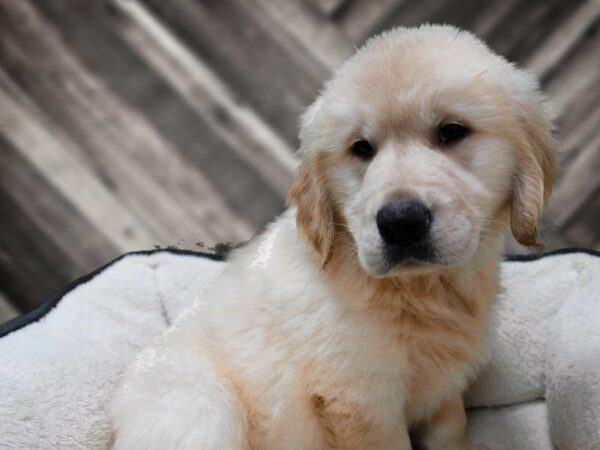 Golden Retriever-DOG-Male-Cream-23309-Petland Racine, Wisconsin