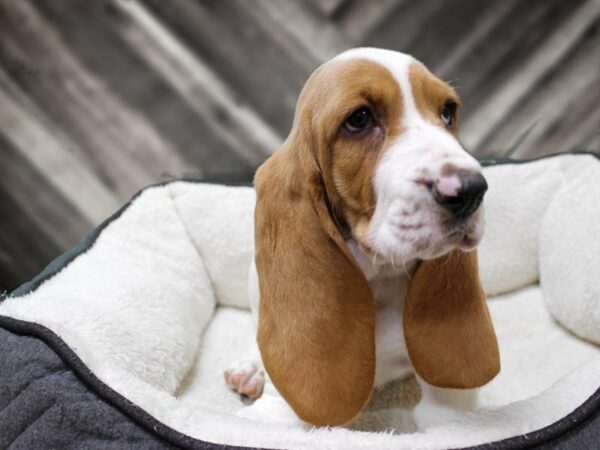 Basset Hound-DOG-Male-Tan / White-23305-Petland Racine, Wisconsin