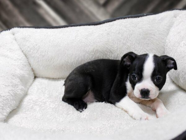 Boston Terrier-DOG-Male-Black Brindle / White-23306-Petland Racine, Wisconsin