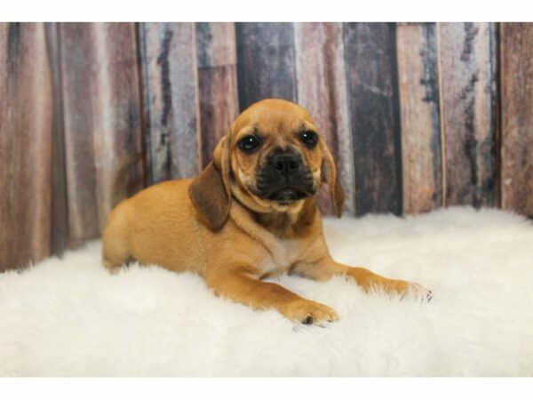 Puggle DOG Female Fawn(Ivy) 14969 Petland Racine, Wisconsin