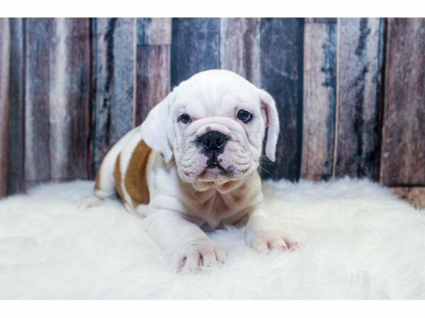 Beabull-DOG-Female-White-14982-Petland Racine, Wisconsin