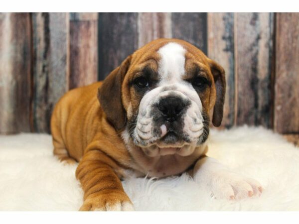 Beabull-DOG-Male-Red-14983-Petland Racine, Wisconsin