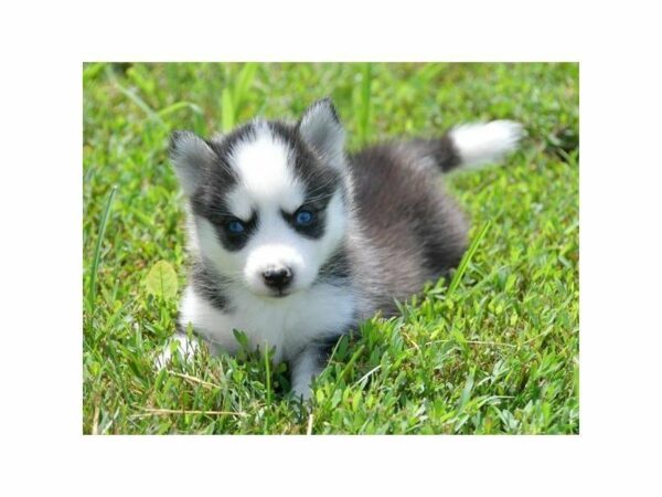 American Eskimo Dog/Siberian Husky-DOG-Female-Black / White-23333-Petland Racine, Wisconsin