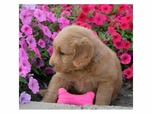 Goldendoodle Mini-DOG-Male-Red-23331-Petland Racine, Wisconsin