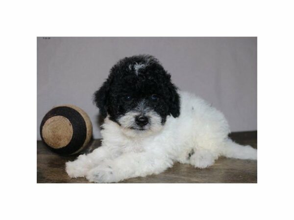 Poodle/Bichon DOG Male Black / White 23334 Petland Racine, Wisconsin