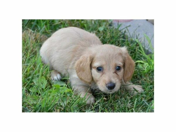 Dachshund-DOG-Male-Cream-23318-Petland Racine, Wisconsin