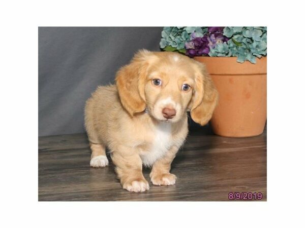 Dachshund-DOG-Male-Tan-14989-Petland Racine, Wisconsin