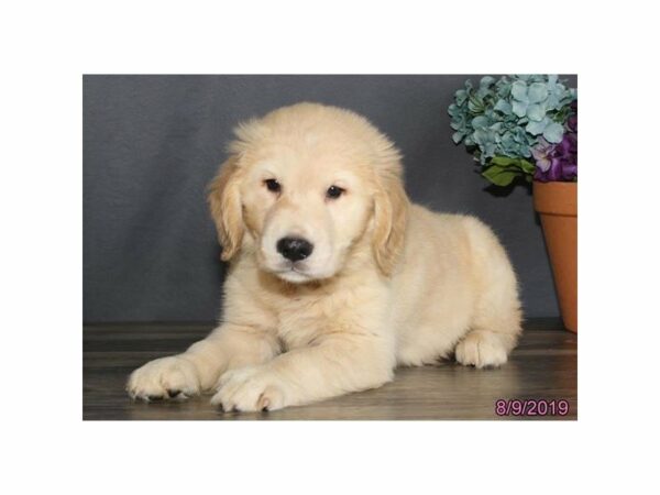Golden Retriever-DOG-Male-Cream-14991-Petland Racine, Wisconsin